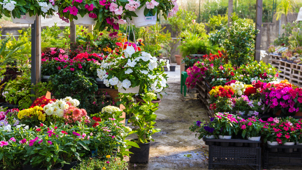 Découvrez notre boutique de fleuriste, le petit marché aux fleurs à Rouffiac