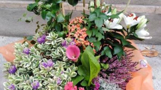 Coupe de plantes d'extérieur à Saint-Jean